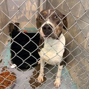 Amillion, Mixed Breed (Large), adult, available for adoption