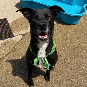 Bear, Mixed Breed (Large), adult, available for adoption