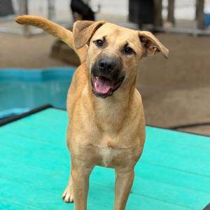 Caramel Apple, Mixed Breed (Medium), young, available for adoption