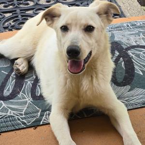 Butters, Mixed Breed (Medium), young, available for adoption