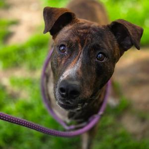 Berch, Mixed Breed (Large), adult, available for adoption