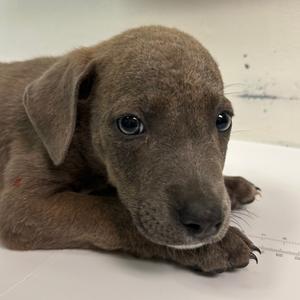 Blaze, Mixed Breed (Small), available for adoption