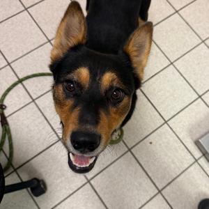 Bobandsome, Mixed Breed (Medium), adult, available for adoption