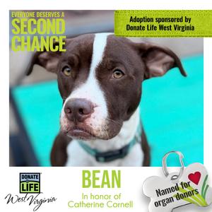 Bean aka Cakes, Mixed Breed (Medium), adult, available for adoption