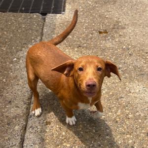 Bizzarre, Mixed Breed (Medium), young, available for adoption