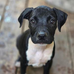 Bonnie Bennett, Mixed Breed (Medium), available for adoption