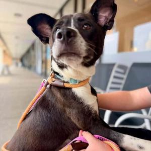 Bay Leaf, Mixed Breed (Medium), adult, available for adoption