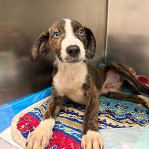 Calix, Mixed Breed (Small), available for adoption