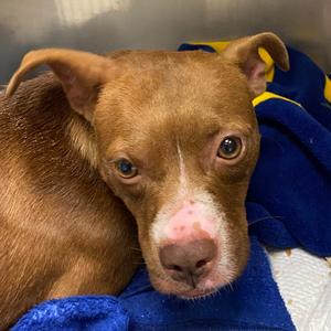 Allspice Clove, Mixed Breed (Small), young, available for adoption