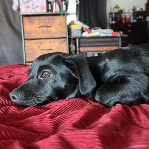 Beanie Baby, Mixed Breed (Small), young, available for adoption
