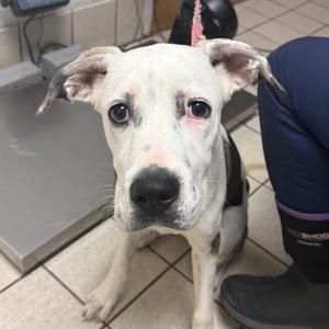 Araminta, Mixed Breed (Small), young, available for adoption