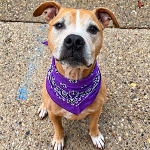 Brock, Mixed Breed (Large), senior, available for adoption