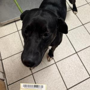 Bugalugs, Mixed Breed (Medium), adult, available for adoption