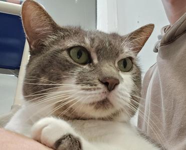 A close-up of a gray and white cat with green eyes, being held by a person.