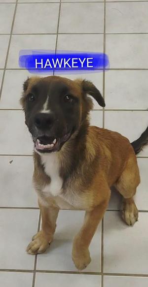 HAWKEYE, Boxer / Pit Bull Terrier, puppy, available for adoption