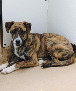 ZOE, Plott Hound, puppy, available for adoption