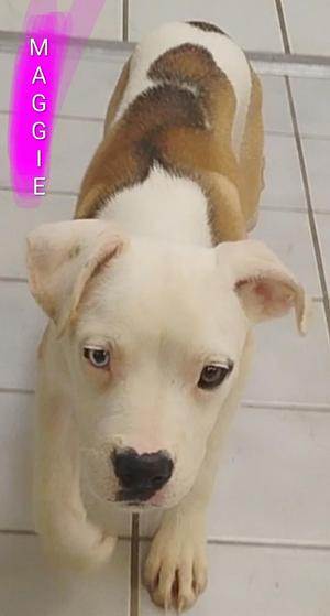A white and brown puppy with floppy ears looking up at the camera, standing on a tiled floor.