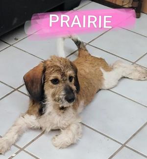 PRAIRIE, Schnauzer, puppy, available for adoption
