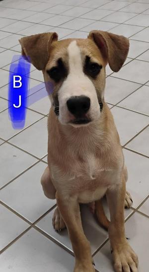 BJ, Boxer / Pit Bull Terrier, puppy, available for adoption