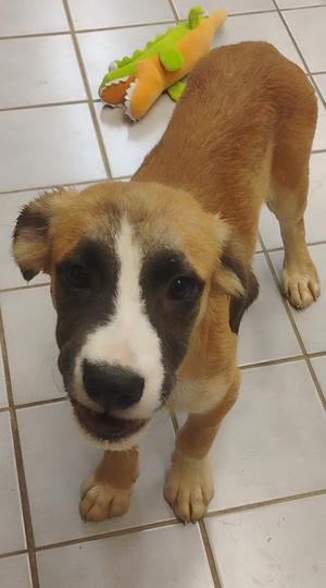 RADAR, Boxer / Pit Bull Terrier, puppy, available for adoption