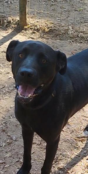 MOOSE, Labrador Retriever, adult, available for adoption