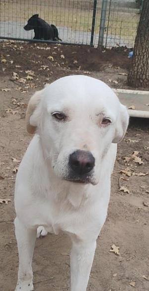 A white dog with a black nose and droopy ears standing in a dirt area with a fence in the background. There is another dog visible in the background behind the fence.