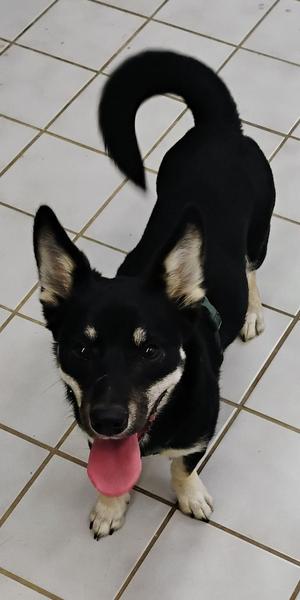 PEPPER, Husky, young, available for adoption