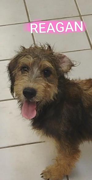 REAGAN, Schnauzer, puppy, available for adoption
