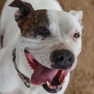 Casienova, Terrier, American Pit Bull, senior, available for adoption