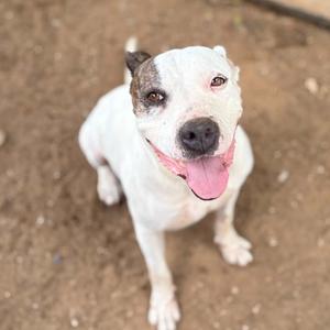 A white dog with brown patches on its ears and face, sitting on a dirt ground, looking up with its tongue out.