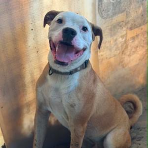 Chicken Egg Roll, Terrier, Pit Bull, adult, available for adoption