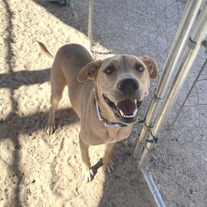 Charm, Cattle Dog, Australian (Red Heeler), adult, available for adoption