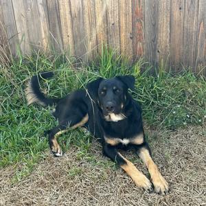 A black and tan dog lying on the grass with a wooden fence in the background.