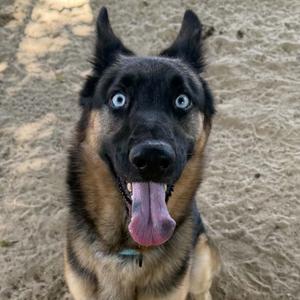 A German Shepherd dog with blue eyes and a pink tongue sticking out, standing on a sandy surface.