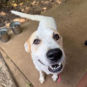 Lou, Terrier, Pit Bull, adult, available for adoption