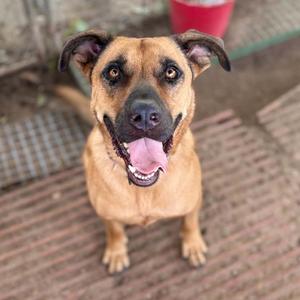 A brown dog with a black muzzle and floppy ears, sitting on a brick surface, looking up with its tongue out.