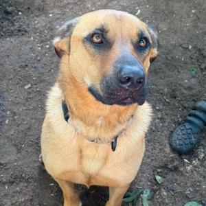 Kuchi Kopi, Black Mouth Cur, adult, available for adoption
