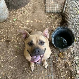 A brown dog with a black nose and floppy ears is sitting on the ground, looking up at the camera with its mouth open and tongue out. There is a black bucket filled with water nearby.