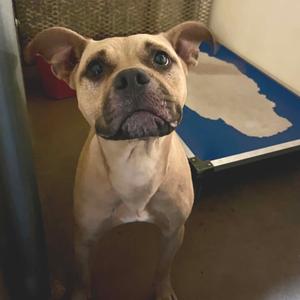 Luna, Terrier, Pit Bull, adult, available for adoption