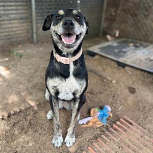 Eve, Black Mouth Cur, adult, available for adoption