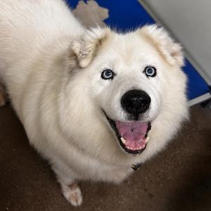 Bear, Chow Chow, senior, available for adoption