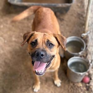 A brown dog with a black muzzle and floppy ears is looking up at the camera with its mouth open and tongue out. The dog is standing on a dirt ground with two metal bowls and a red apple nearby.