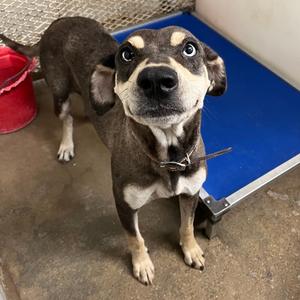 Nova, Catahoula Leopard Dog, adult, available for adoption