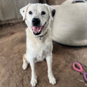 Lily, Shepherd, Australian, senior, available for adoption