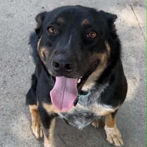 Oscar P, Shepherd, adult, available for adoption