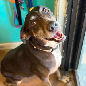 Pasta, Hound, adult, available for adoption