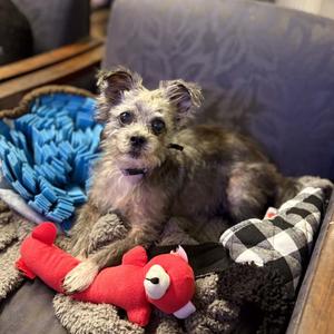 Goblin, Terrier, senior, available for adoption