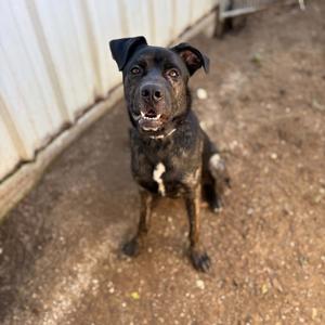 Dexter, Mastiff, adult, available for adoption