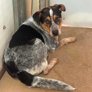 Loaf, Cattle Dog, Australian (Blue Heeler), adult, available for adoption