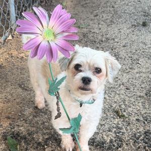A small white dog holding a large purple flower in its mouth.